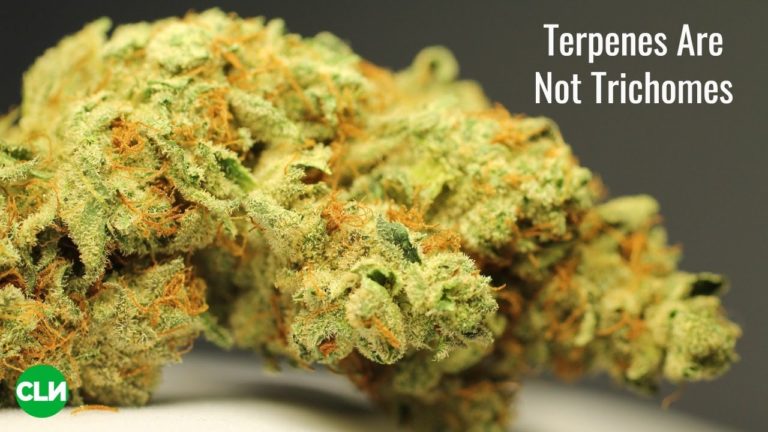 Terpenes Are Not Trichomes