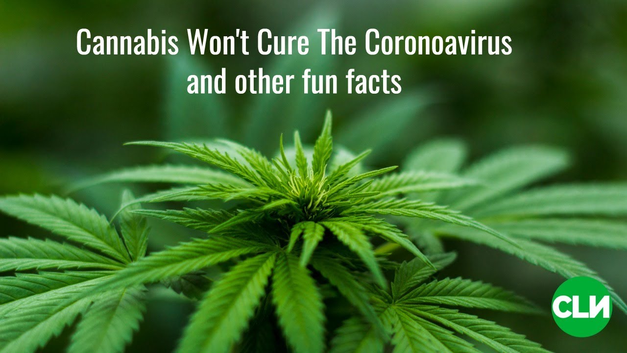 Weed Kills Coronavirus? Come on.