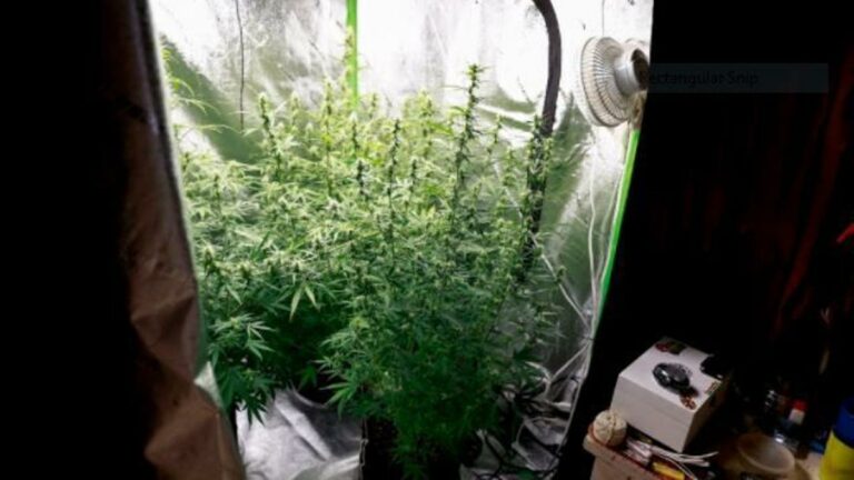 Marijuana-arrests