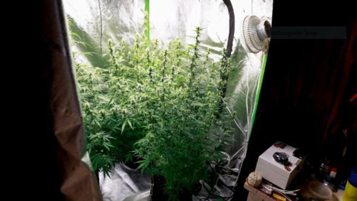 Marijuana-arrests